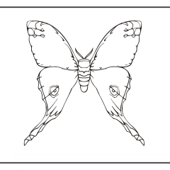 Butterfly-Coloring-Pages-for-Kids-adults-Free-Printable-Image_46