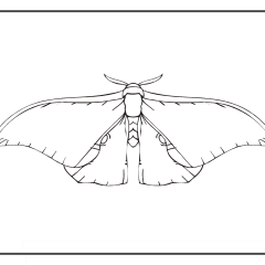 Butterfly-Coloring-Pages-for-Kids-adults-Free-Printable-Image_47