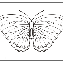 Butterfly-Coloring-Pages-for-Kids-adults-Free-Printable-Image_48