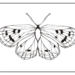 Butterfly-Coloring-Pages-for-Kids-adults-Free-Printable-Image_49