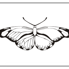 Butterfly-Coloring-Pages-for-Kids-adults-Free-Printable-Image_52