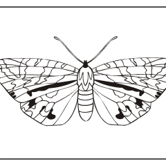 Butterfly-Coloring-Pages-for-Kids-adults-Free-Printable-Image_62