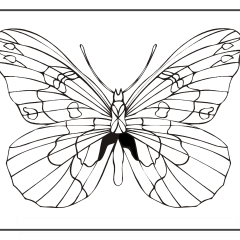 Butterfly-Coloring-Pages-for-Kids-adults-Free-Printable-Image_64