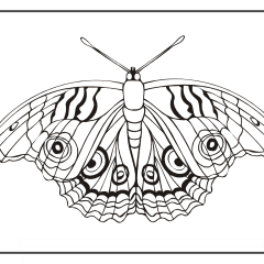 Butterfly-Coloring-Pages-for-Kids-adults-Free-Printable-Image_65