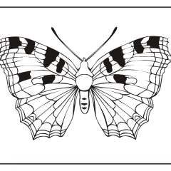 Butterfly-Coloring-Pages-for-Kids-adults-Free-Printable-Image_66