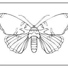 Butterfly-Coloring-Pages-for-Kids-adults-Free-Printable-Image_68