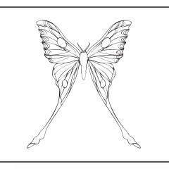 Butterfly-Coloring-Pages-for-Kids-adults-Free-Printable-Image_69