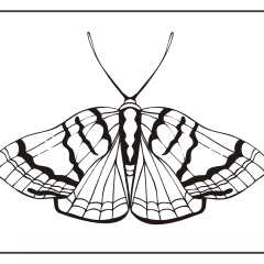 Butterfly-Coloring-Pages-for-Kids-adults-Free-Printable-Image_54