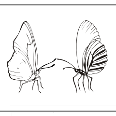 Butterfly-Coloring-Pages-for-Kids-adults-Free-Printable-Image_55