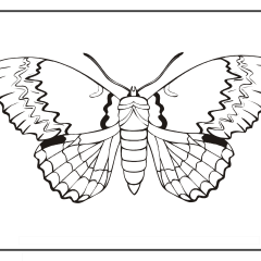 Butterfly-Coloring-Pages-for-Kids-adults-Free-Printable-Image_56