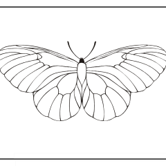 Butterfly-Coloring-Pages-for-Kids-adults-Free-Printable-Image_57